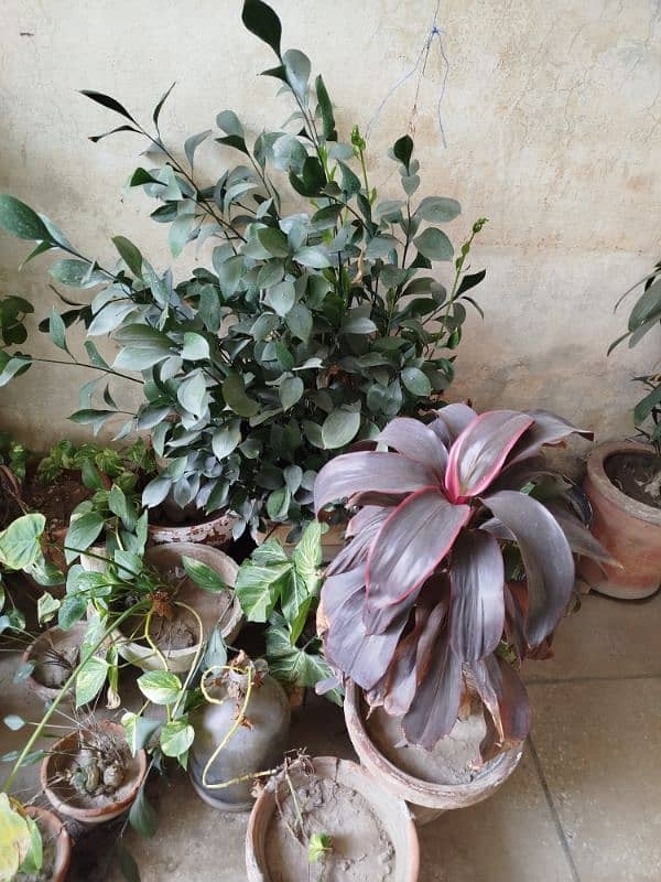 All plants for sale 4