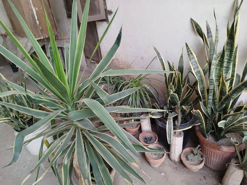 All plants for sale 5