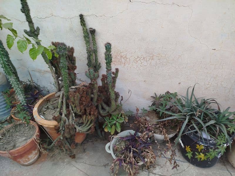 All plants for sale 6