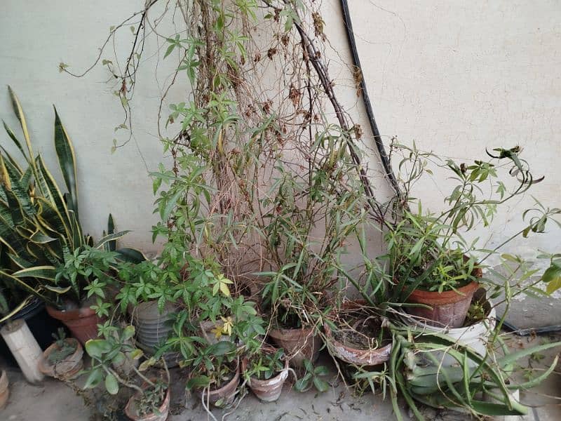 All plants for sale 8