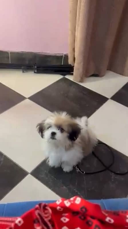 ShihTzu For Sale 1