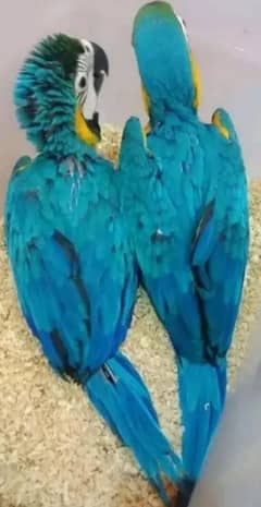 blue and gold macaw chicks for sale age 5 month