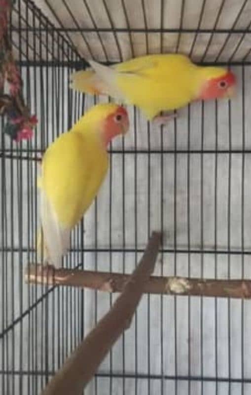 Love birds 2