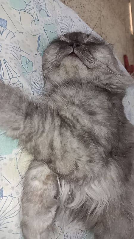 Pure Persian Male Cat Available 1