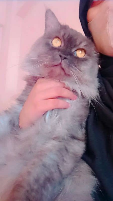 Pure Persian Male Cat Available 2