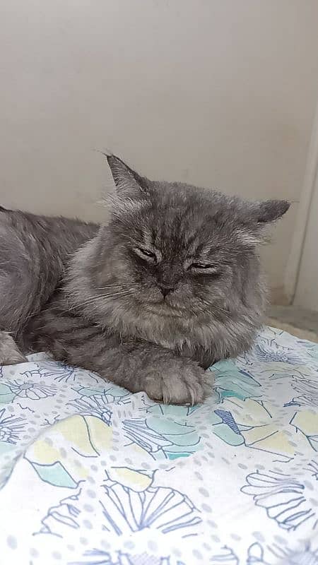 Pure Persian Male Cat Available 3