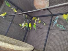 budgies for sale active and healthy