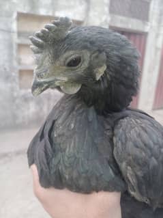 ayam cemani madi