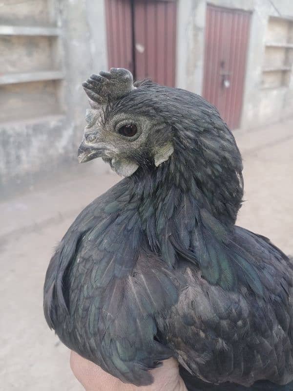 ayam cemani madi 1