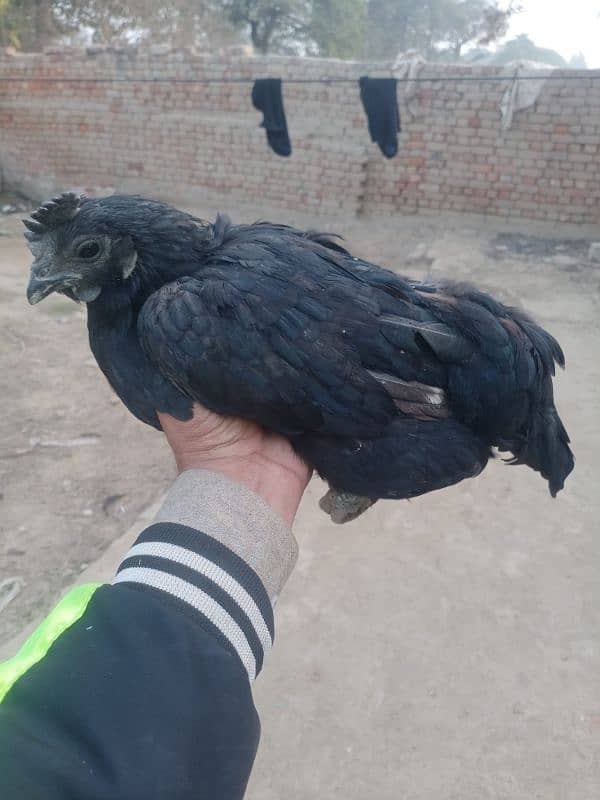 ayam cemani madi 2