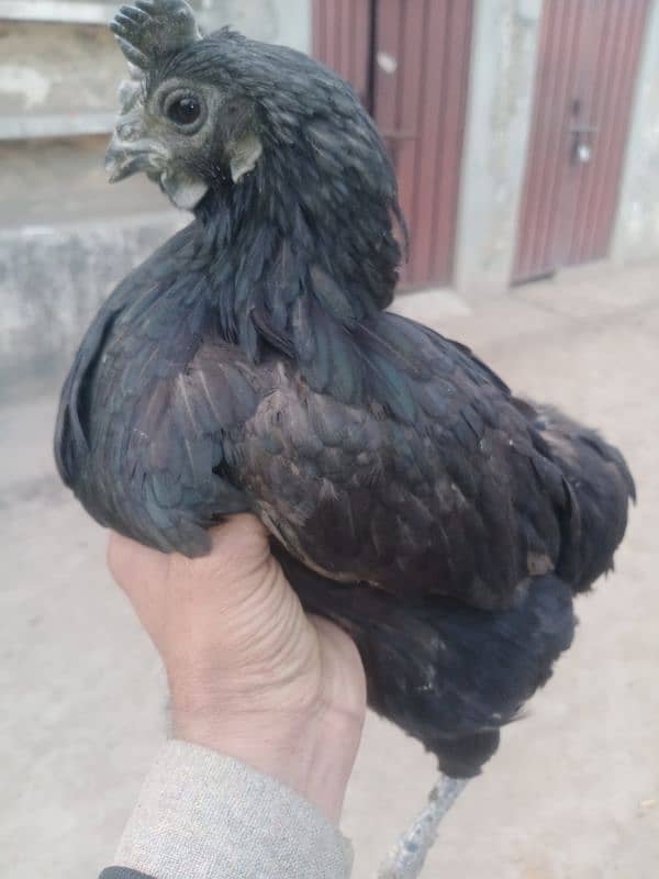 ayam cemani madi 3