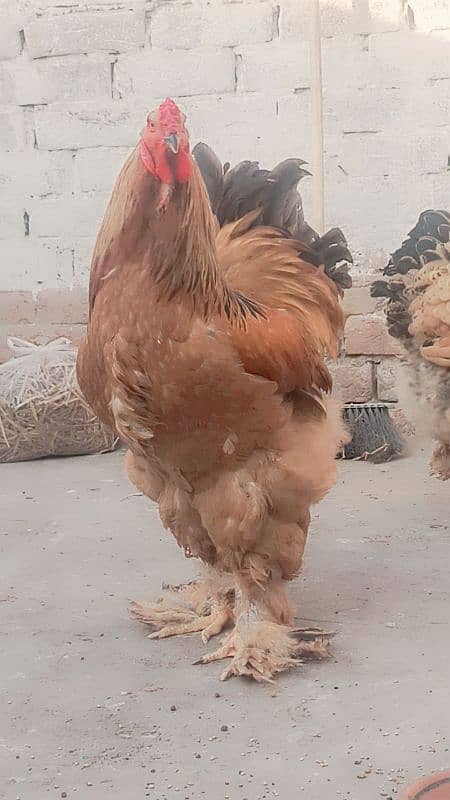 Buff Colombian brahma EGGS 2