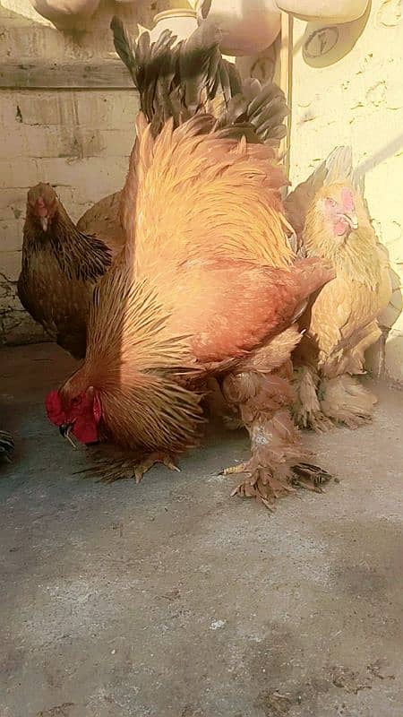 Buff Colombian brahma EGGS 3