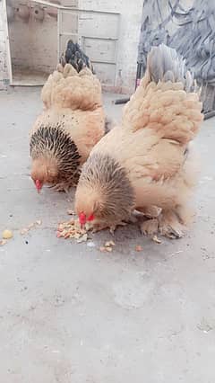 Buff Colombian brahma EGGS