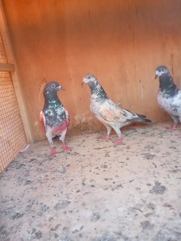 kabotar for sale 700par pice 0