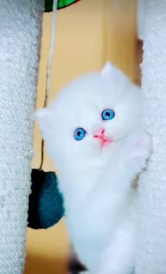 Cat Persian| Blue eye| Baby| kitten| Punch face| triple kot(ᴥʋ)