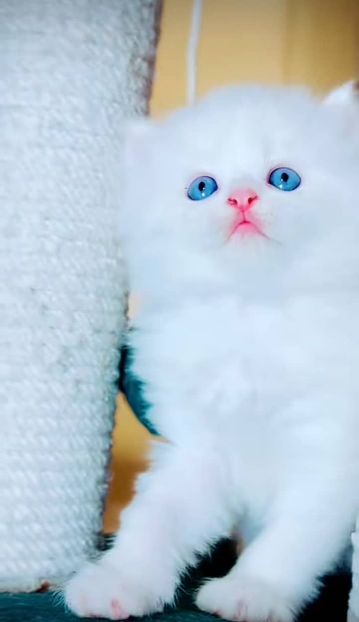 Cat Persian| Blue eye| Baby| kitten| Punch face| triple kot(ᴥʋ) 1