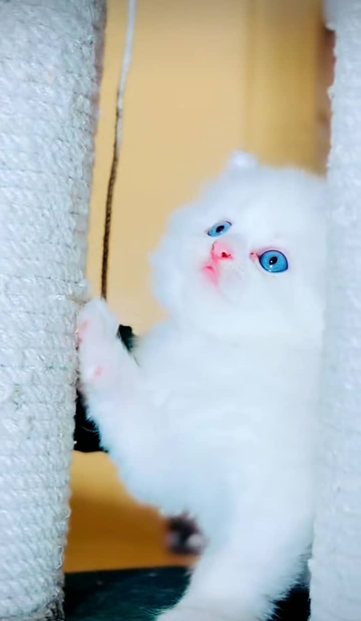 Cat Persian| Blue eye| Baby| kitten| Punch face| triple kot(ᴥʋ) 2