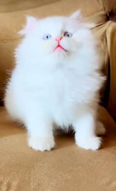 Cat | Blue eye| Baby| kitten| Punch face| triple kot