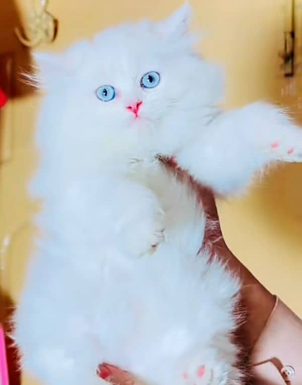 Cat | Blue eye| Baby| kitten| Punch face| triple kot 2