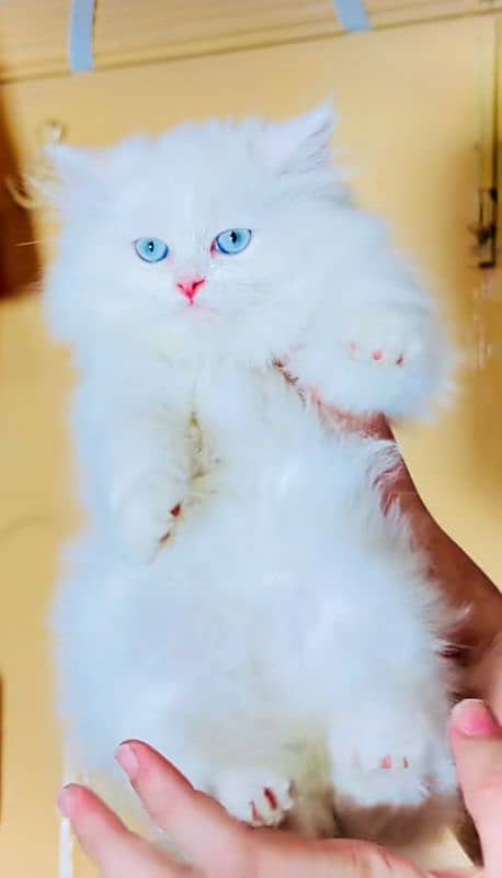 Cat | Blue eye| Baby| kitten| Punch face| triple kot 3