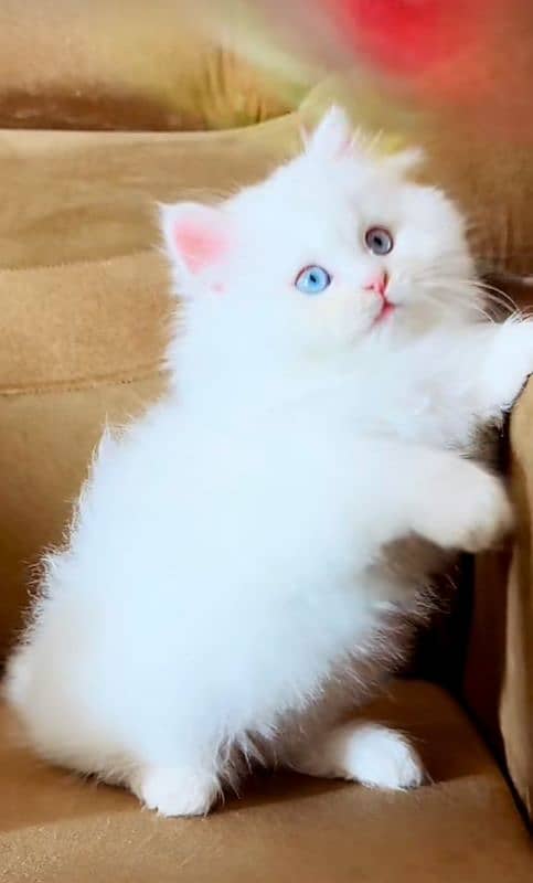 Cat Persian| Blue eye| Baby| kitten| Punch face| triple kot G 1