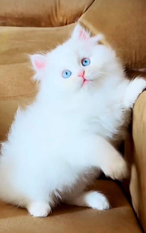 Cat Persian| Blue eye| Baby| kitten| Punch face| triple kot G 3