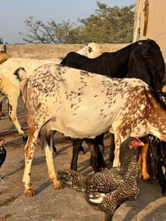 makhi chini gaban bakri