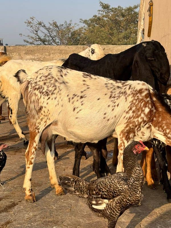 makhi chini gaban bakri 0