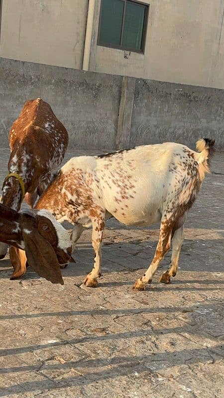 makhi chini gaban bakri 3