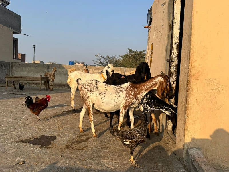 makhi chini gaban bakri 4