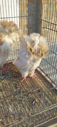 Jacobin breeder pair for sale