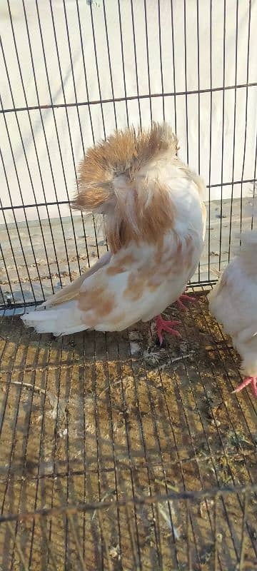 Jacobin breeder pair for sale 1