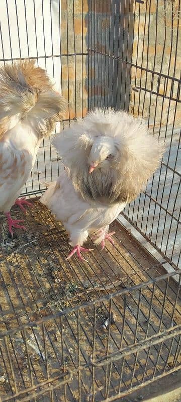 Jacobin breeder pair for sale 3