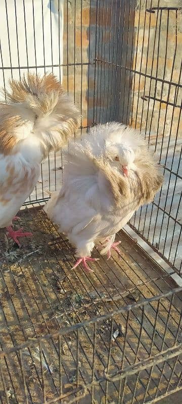 Jacobin breeder pair for sale 4