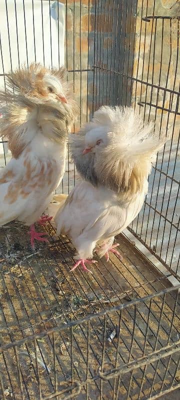 Jacobin breeder pair for sale 5