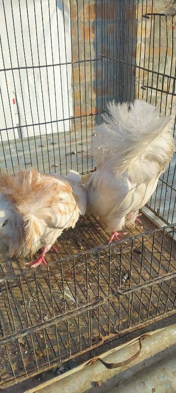 Jacobin breeder pair for sale 6