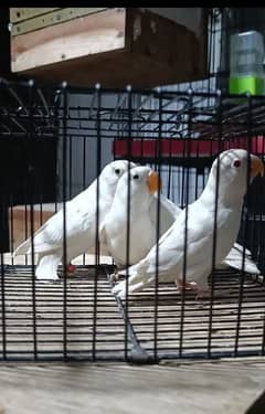 1 albino red eye 3 albino split ino home breed