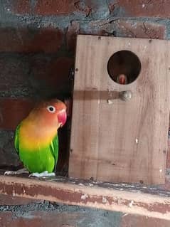 0327-0277654/Parrot/love