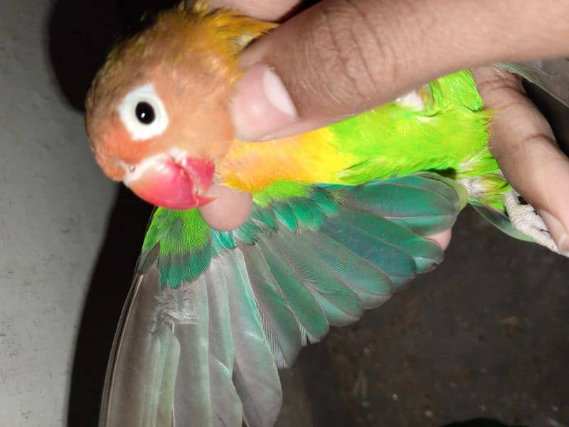 0327-0277654/Parrot/love bird/cocktail/Australian/fisher/albino/Cage/ 1