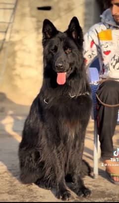 Black German shepherd Available for stud