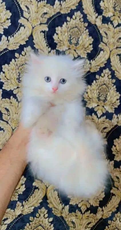 Persian Cat for sale my WhatsApp number 0326/74/83/108 0