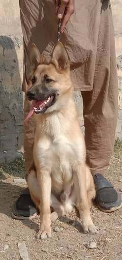 alshesion bhagyary Male Dog For Sale