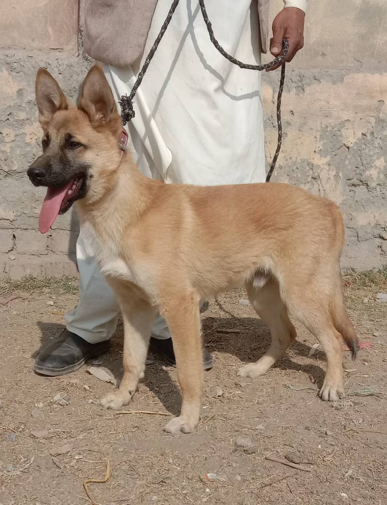 alshesion bhagyary Male Dog For Sale 1