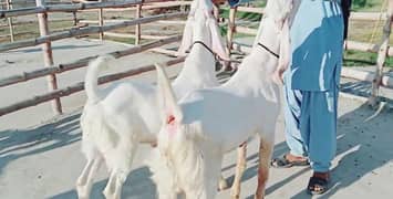 Premium Rajanpuri Goats Available Prfect for Qurbani 0346,,042,,19,,93