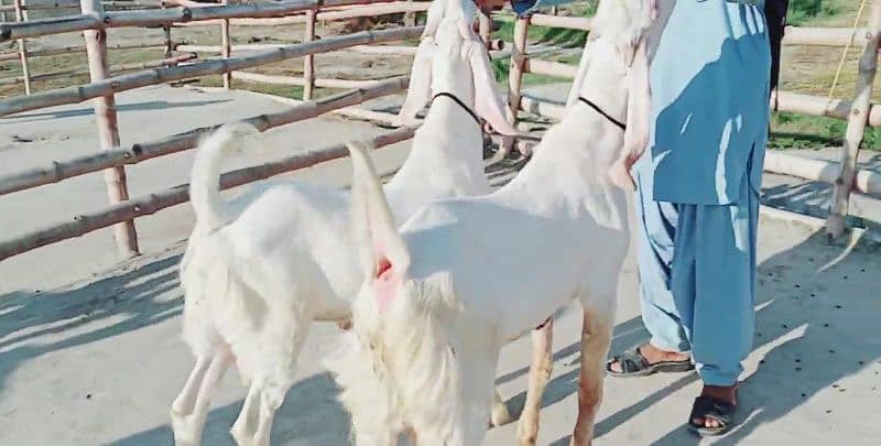 Premium Rajanpuri Goats Available Prfect for Qurbani 0346,,042,,19,,93 0