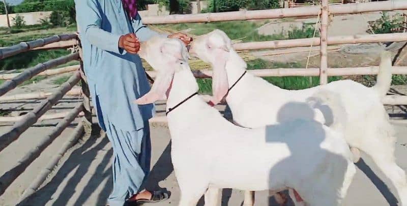 Premium Rajanpuri Goats Available Prfect for Qurbani 0346,,042,,19,,93 1