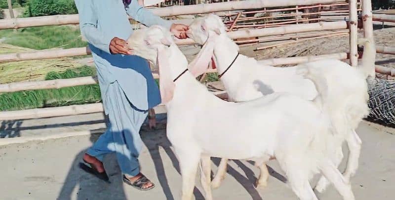 Premium Rajanpuri Goats Available Prfect for Qurbani 0346,,042,,19,,93 2