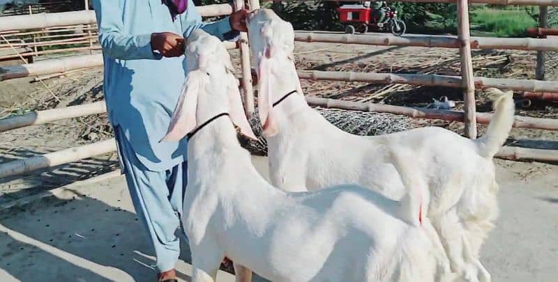 Premium Rajanpuri Goats Available Prfect for Qurbani 0346,,042,,19,,93 3