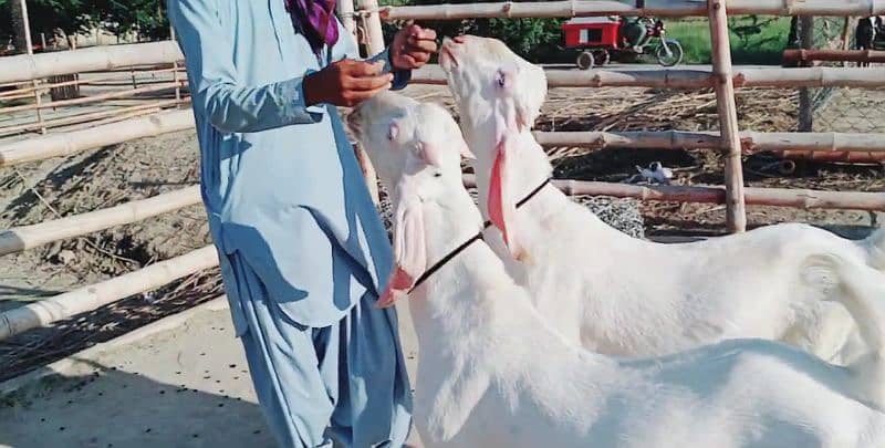 Premium Rajanpuri Goats Available Prfect for Qurbani 0346,,042,,19,,93 4